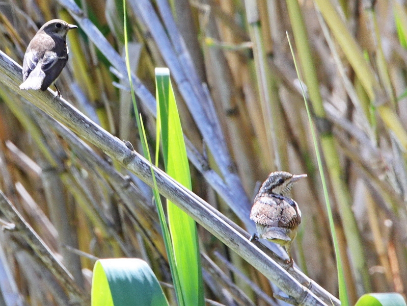 Torcol fourmilier-Gobemouche noir.JPG